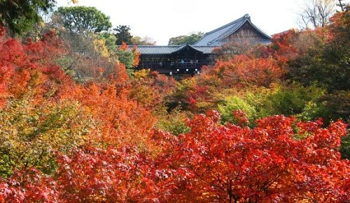 Khung cảnh rừng lá đỏ ngập tràn cố đô kyoto - 10