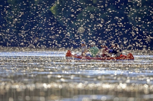 Khung cảnh thần tiên sông tisza mùa phù du giao phối - 1