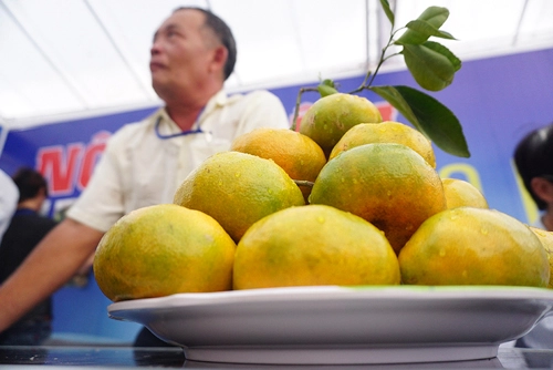 Lão nông bắt quýt hồng chín trái mùa - 2