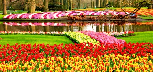 Lễ hội hoa keukenhof tại amsterdam - 2