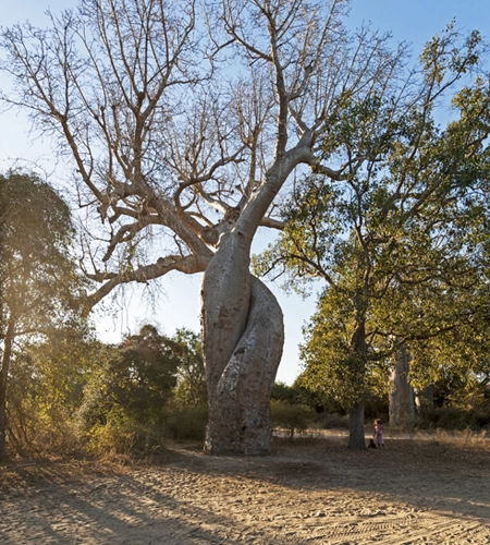 Loài cây kiêu ngạo ở madagascar - 2