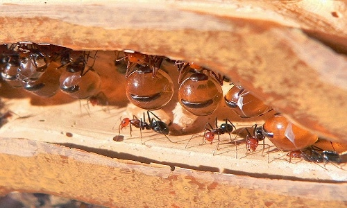 Loài kiến có bụng căng phồng như hũ mật - 3