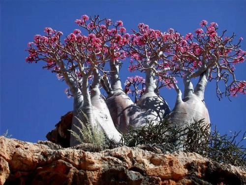 Miền đất ngoài hành tinh trên đảo socotra - 2