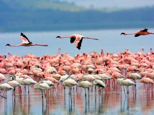 Mùa chim hồng hạc di cư ở kenya - 1