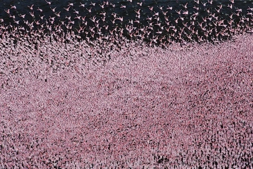 Mùa chim hồng hạc di cư ở kenya - 2