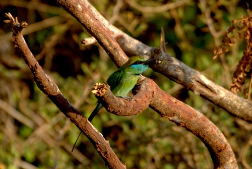 Muôn chim vạn thú trong vườn quốc gia yala - 3