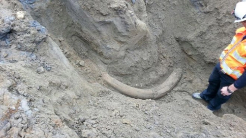 Ngà voi ma mút được tìm thấy ở công trường xây dựng - 1
