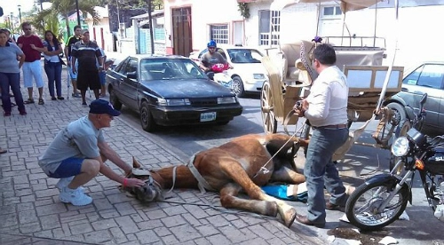 Ngựa chở du khách ngã quỵ trên đường ở mexico - 1