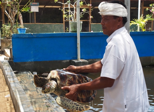 Người canh giữ thế giới rùa trên đảo bali - 1