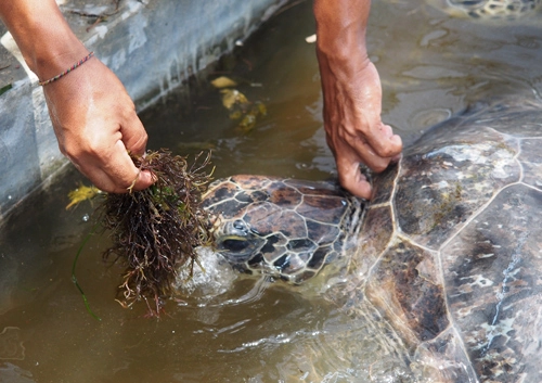 Người canh giữ thế giới rùa trên đảo bali - 2