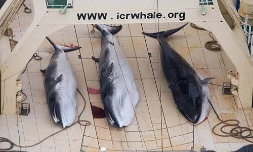 Nhật bản phớt lờ lệnh cấm săn cá voi quốc tế - 1