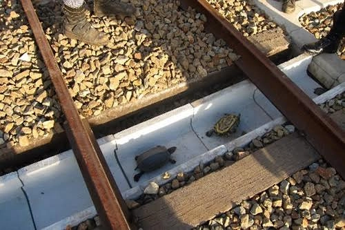 Nhật bản xây dựng lối thoát hiểm dành riêng cho rùa - 2