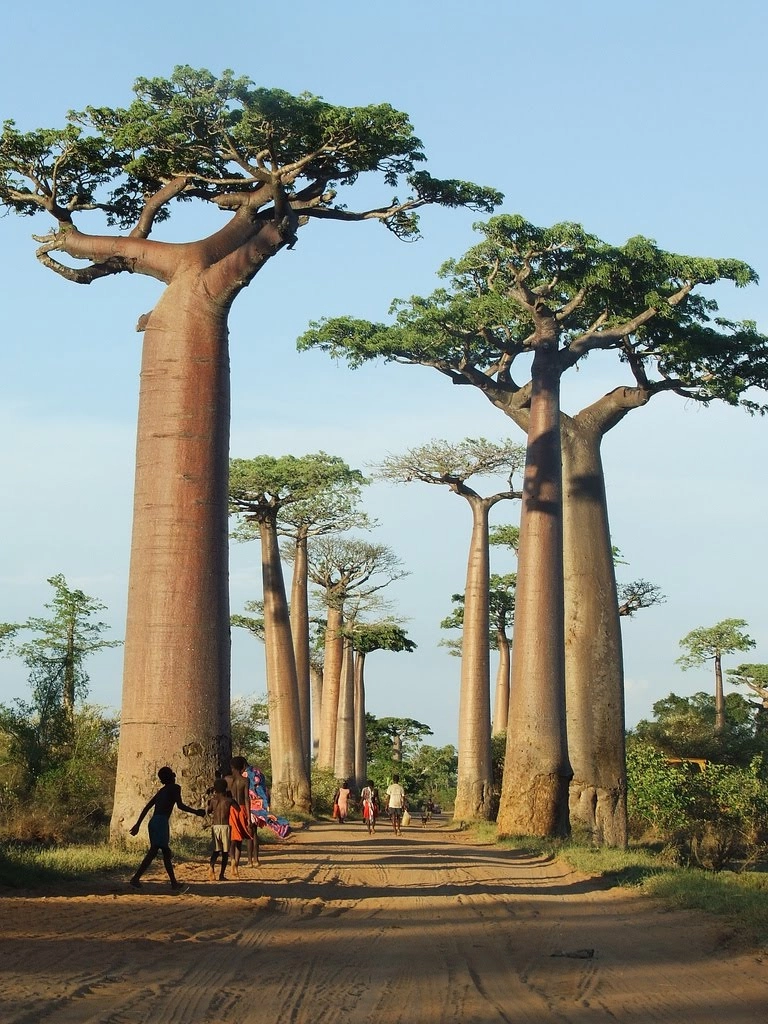 Những cây bao báp khổng lồ của mảnh đất phi châu - 1