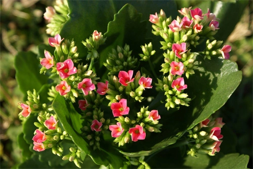 Những chậu hoa nở đẹp cả tháng tết - 6