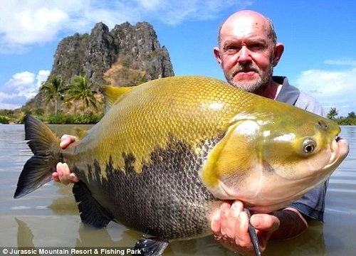 Những con cá nặng hơn 80 kg trong hồ nước thái lan - 1