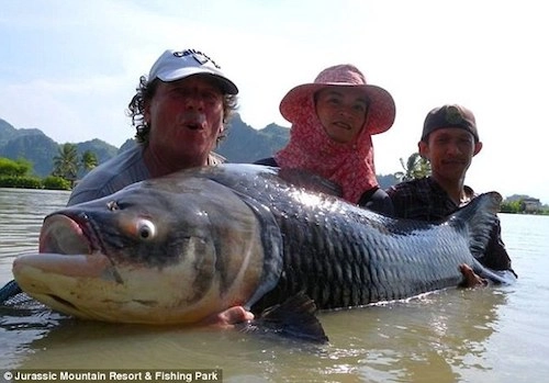 Những con cá nặng hơn 80 kg trong hồ nước thái lan - 2