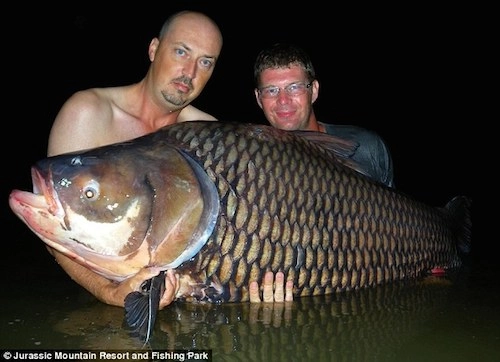 Những con cá nặng hơn 80 kg trong hồ nước thái lan - 3