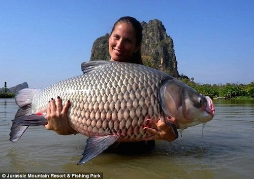Những con cá nặng hơn 80 kg trong hồ nước thái lan - 5