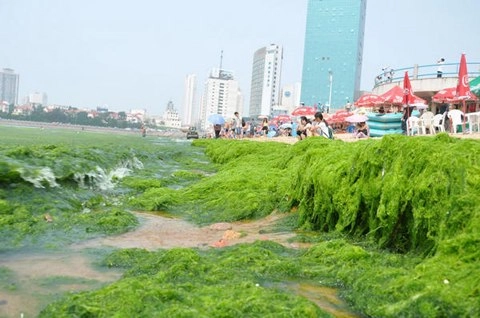 Những đám tảo xanh khổng lồ - 6