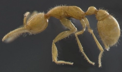 Những điều chưa biết về loài kiến - 2