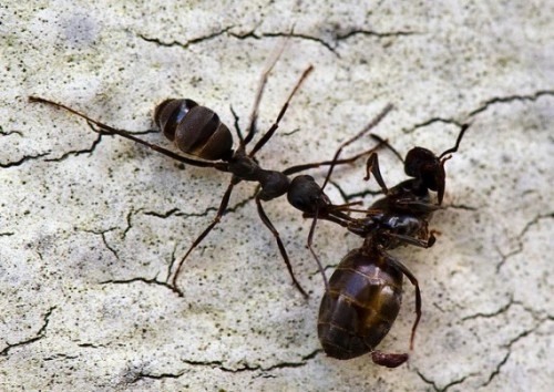 Những điều chưa biết về loài kiến - 3