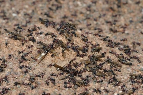 Những điều chưa biết về loài kiến - 4