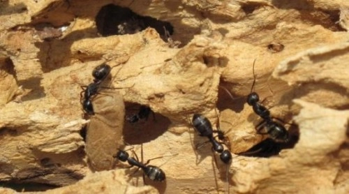 Những điều chưa biết về loài kiến - 5