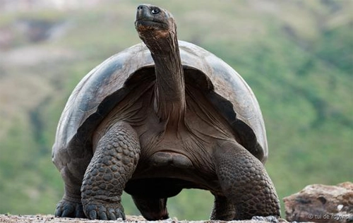 Những điều chưa biết về loài rùa cạn lớn nhất thế giới - 2
