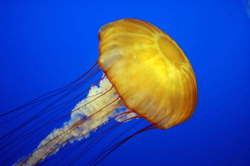 Những điều chưa biết về sứa - 2