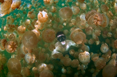 Những điều chưa biết về sứa - 3