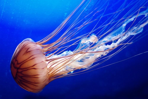 Những điều chưa biết về sứa - 4
