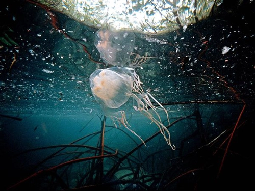 Những điều chưa biết về sứa - 5