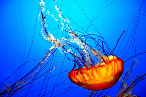 Những điều chưa biết về sứa - 6