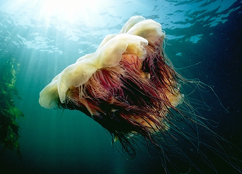 Những điều chưa biết về sứa - 7