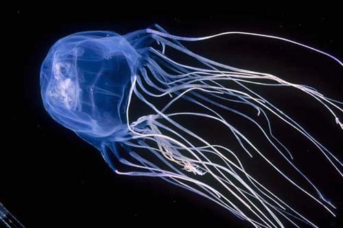 Những điều chưa biết về sứa - 9