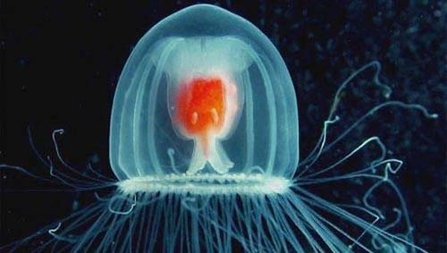 Những điều chưa biết về sứa - 10