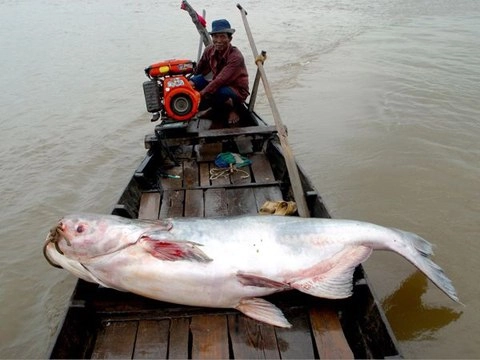 Những loài cá khổng lồ của sông mekong - 2