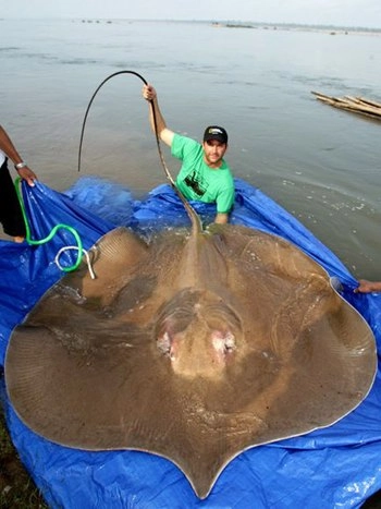 Những loài cá khổng lồ của sông mekong - 4