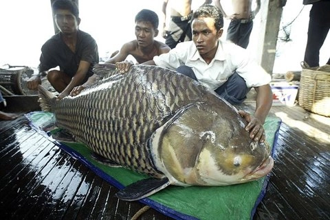 Những loài cá khổng lồ của sông mekong - 5