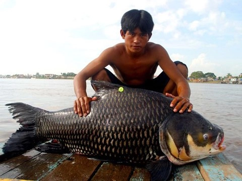 Những loài cá khổng lồ của sông mekong - 6