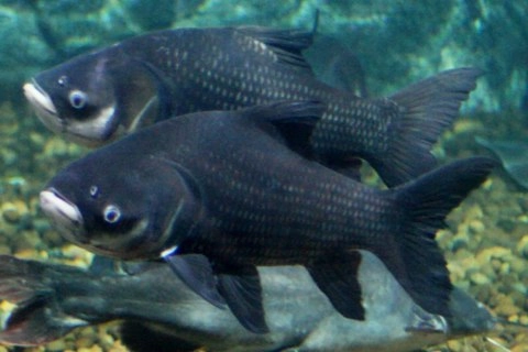 Những loài cá khổng lồ của sông mekong - 7