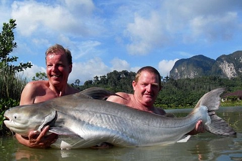 Những loài cá khổng lồ của sông mekong - 8