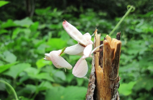 Những loài động vật giống hoa - 7