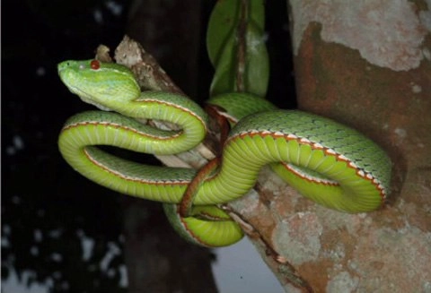 Những loài rắn độc ở việt nam - 1