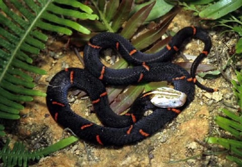 Những loài rắn độc ở việt nam - 2