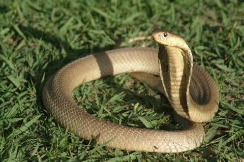 Những loài rắn độc ở việt nam - 4