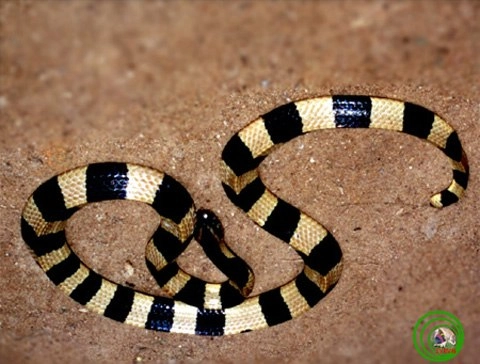 Những loài rắn độc ở việt nam - 6