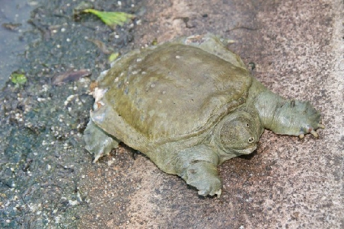 Những loài rùa lạ nhất thế giới - 2
