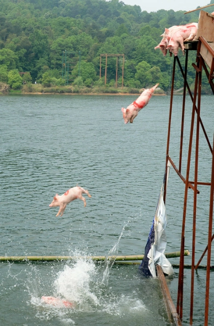 Những nơi lợn bơi không còn là điều lạ - 2