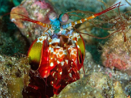 Những sinh vật biển nhiều màu sắc - 4